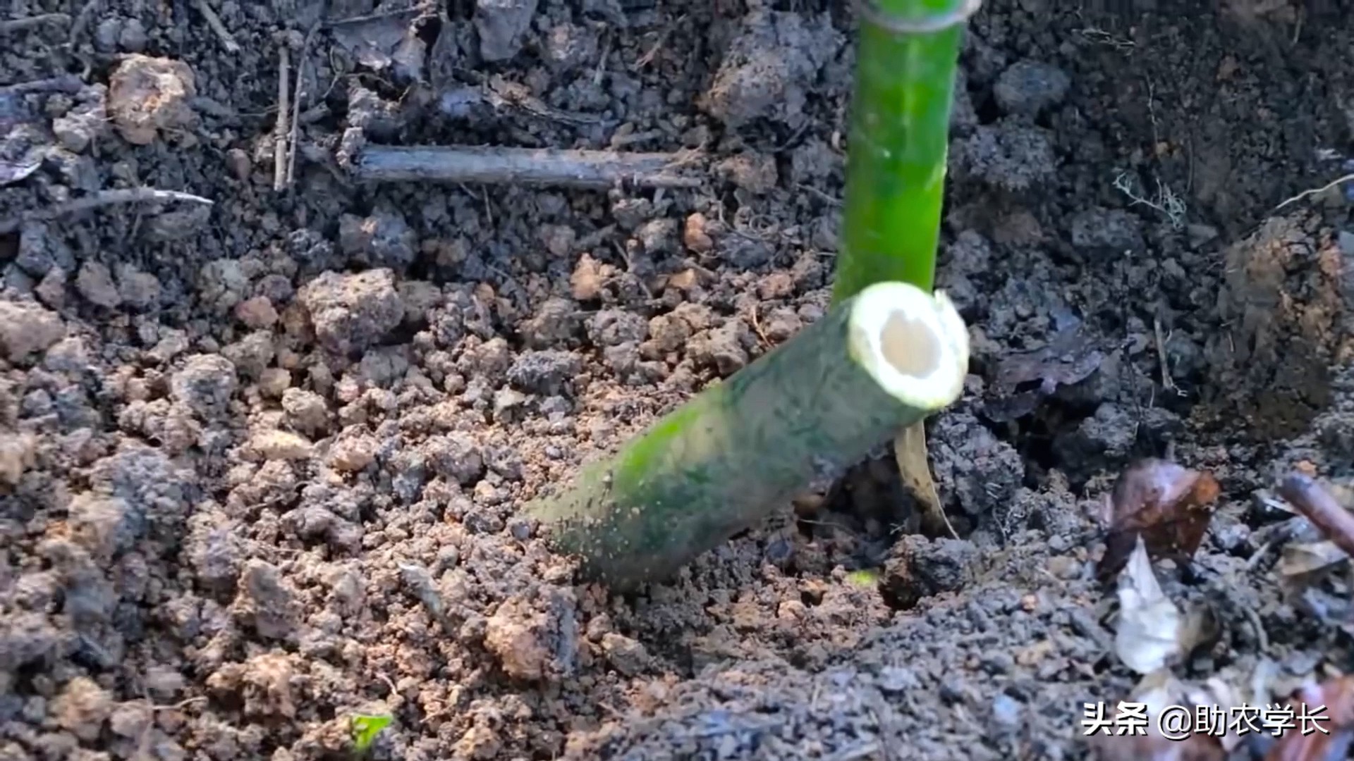 竹子种植时间和方法（教你小竹笋种植小技巧）