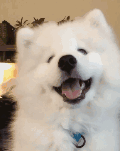 微笑天使萨摩耶有什么缺点?主人直呼:上了大当