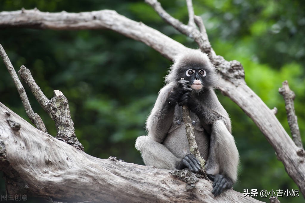 汗马是什么生肖 汉马什么 - 时代开运网