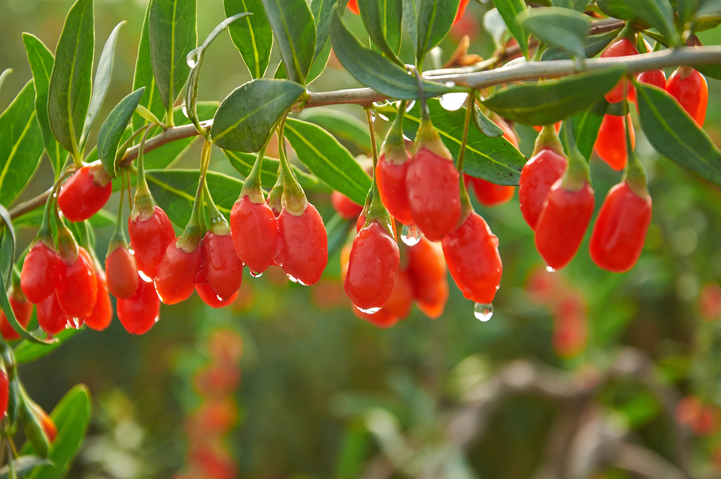 枸杞子是一种常见的中药材,被认为有补肾壮阳的作用.
