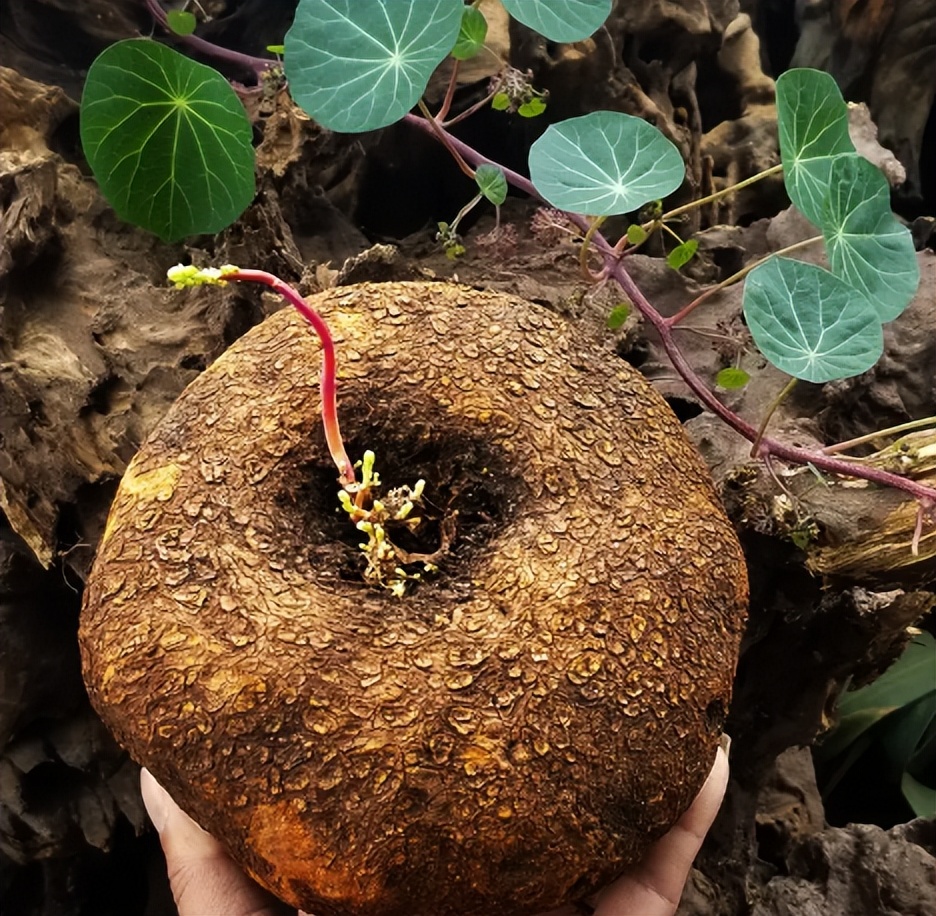 金线吊乌龟("山乌龟"是千金藤吗?它有什么价值?