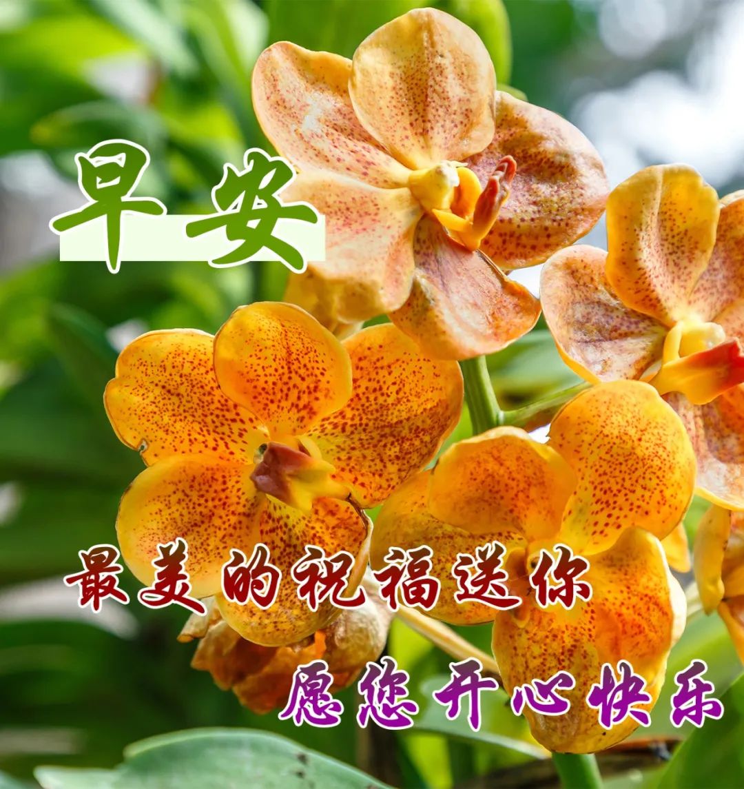 最後的一句祝你幸福唯美句子(祝你幸福的句子簡短 )_愛閱讀