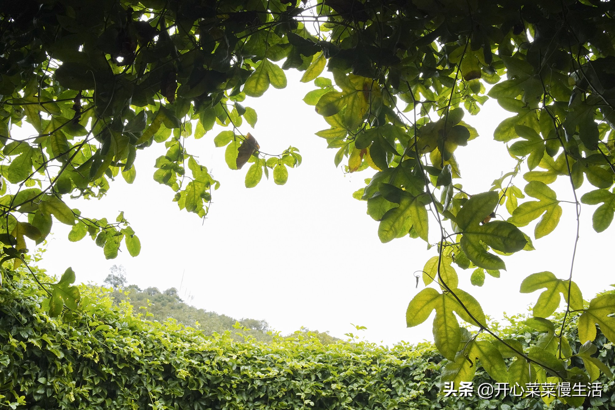 广州花都这里被称8平方公里世外香境，樱花桃花桐花要开了