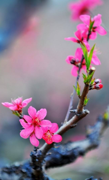 「新诗采撷」张金虎 | 桃花（微诗八首）