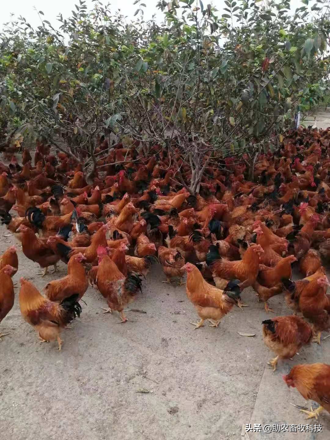 运用部分发酵饲料对养鸡有什么好处