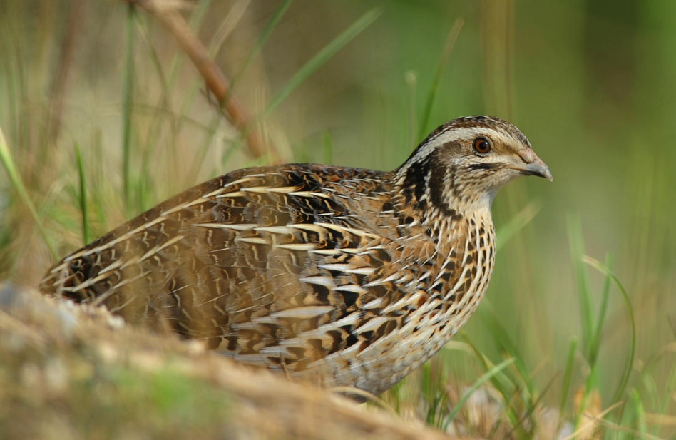 鸸鹋怎么读 鸸鹋的正确读音-大连问答网