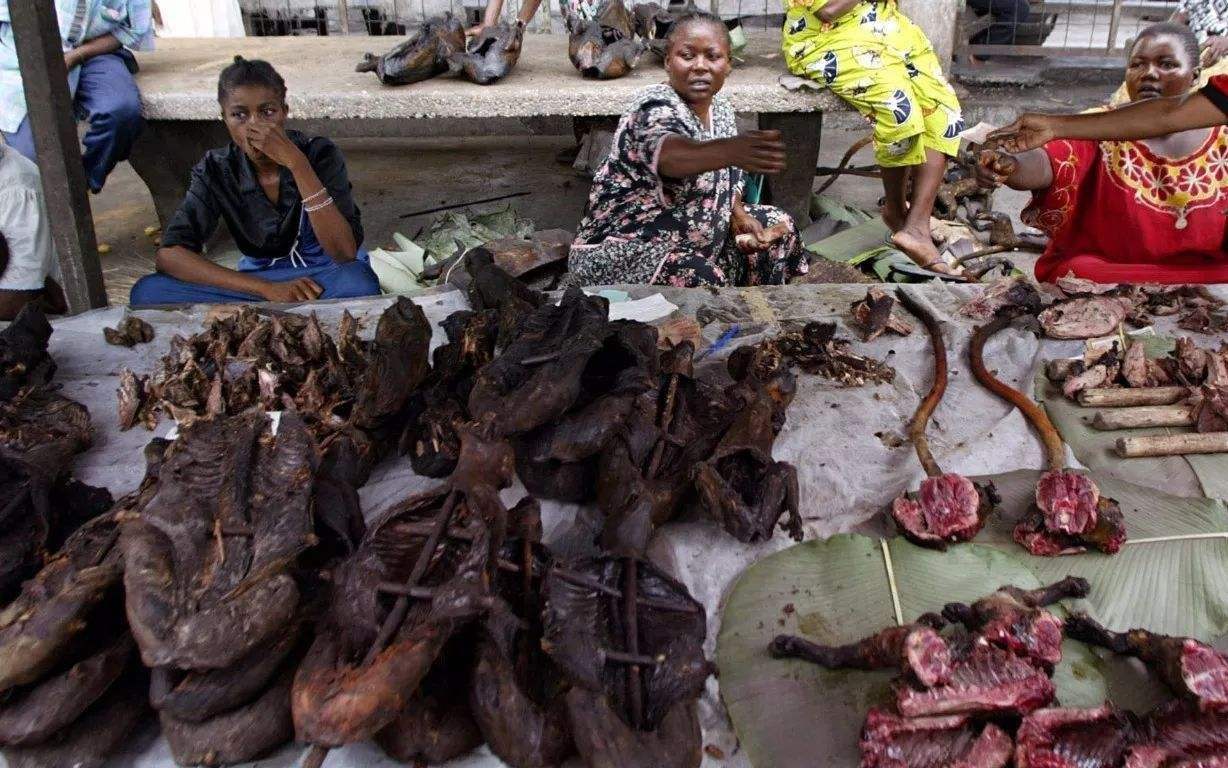 腊月的猴是什么命(非洲人杀猴为食,印度人奉猴为神,为什么同猴不同命?