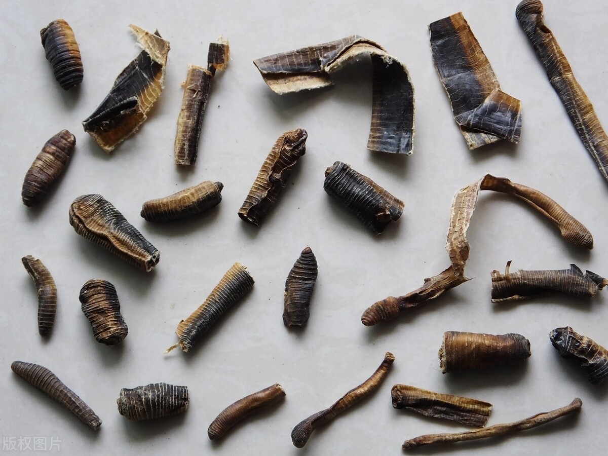 息风止痉药:地龙