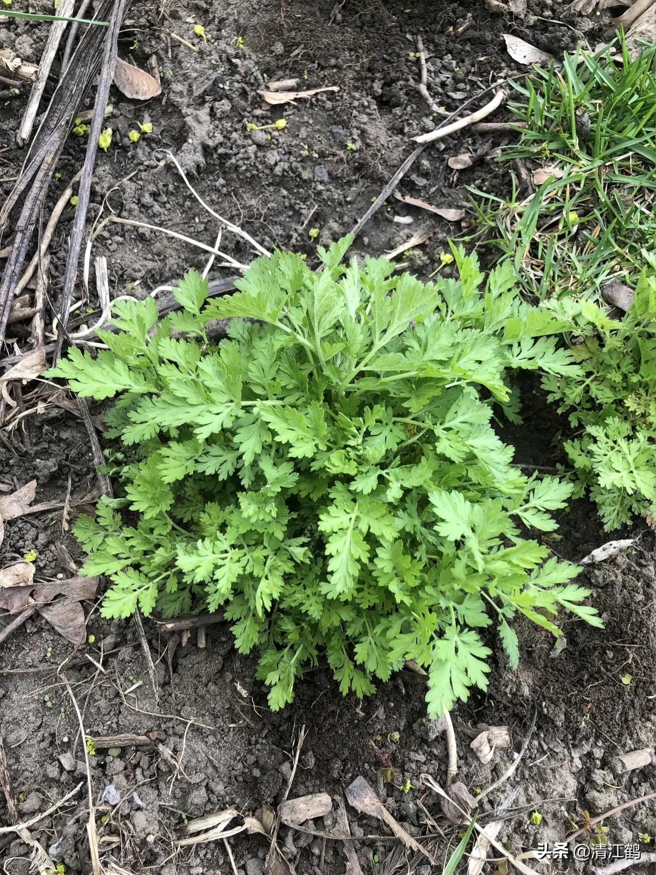 打麦蒿药多长时间下雨没事?极限时间内不影响效果的发挥