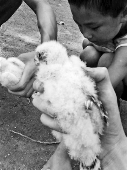 2014年，河南大学生抓16只鸟被判10年，其父喊冤：他只是个孩子