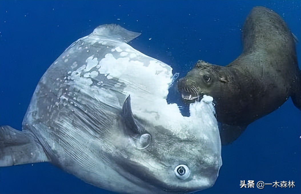 Seal eating Mola 