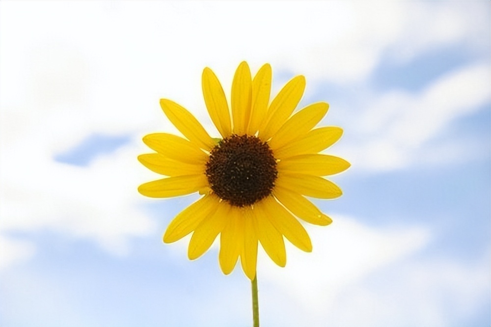 今年养老金还会上调吗？调整比例会大幅降低吗？刚退休也能涨吗