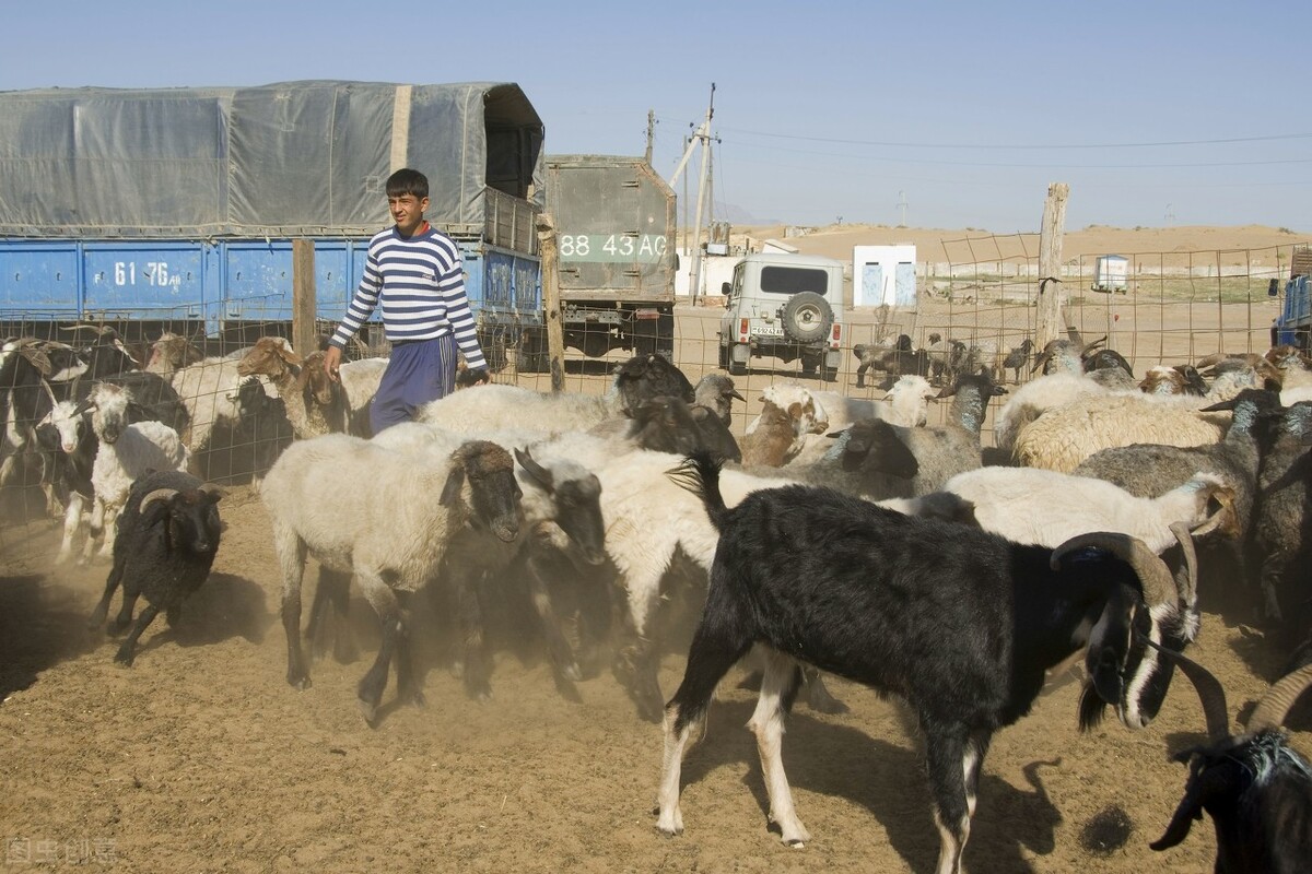 截止到3月26日，全国不同地区活羊价格汇总