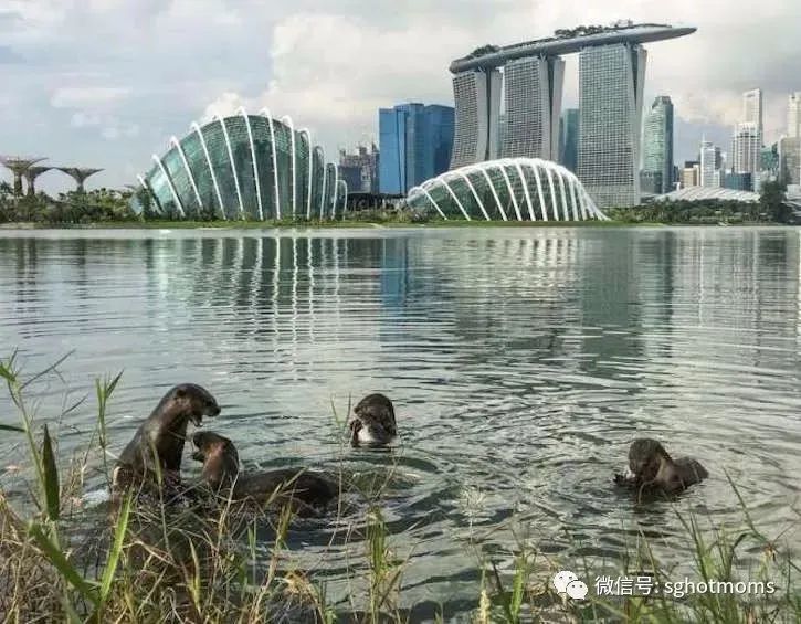 新加坡旅游景点推荐（123个又美又好玩的宝藏景区!）-第139张图片