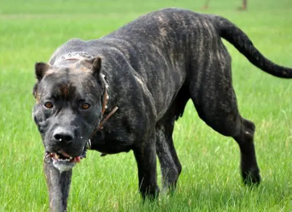 见到一定绕道走！地表战斗力爆表的12种猛犬，一獒战三狼战狮子？
