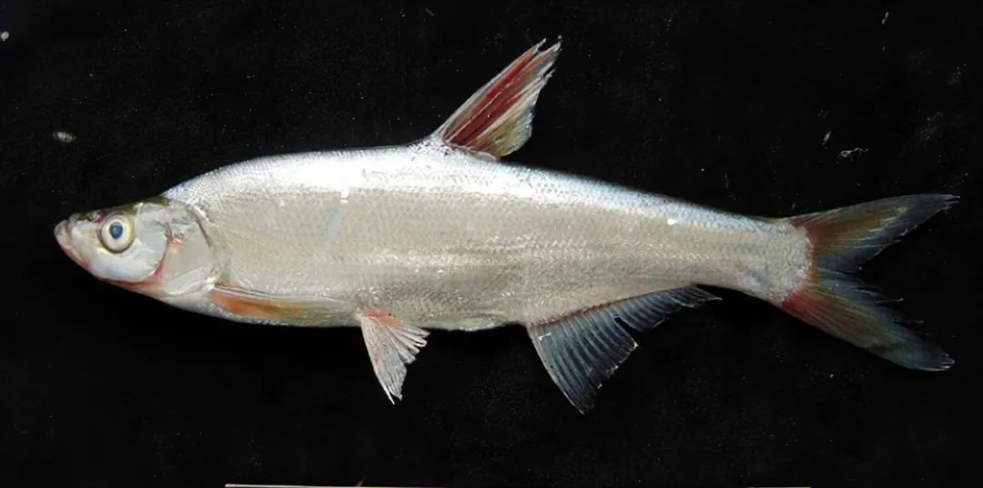 alburnus,俗称白鱼,我国东部南北各水系均有产出,黑龙江兴凯湖渔业
