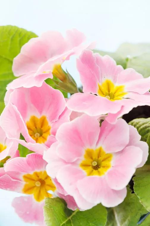 爱而不得樱草花,愿做繁星缀凡尘