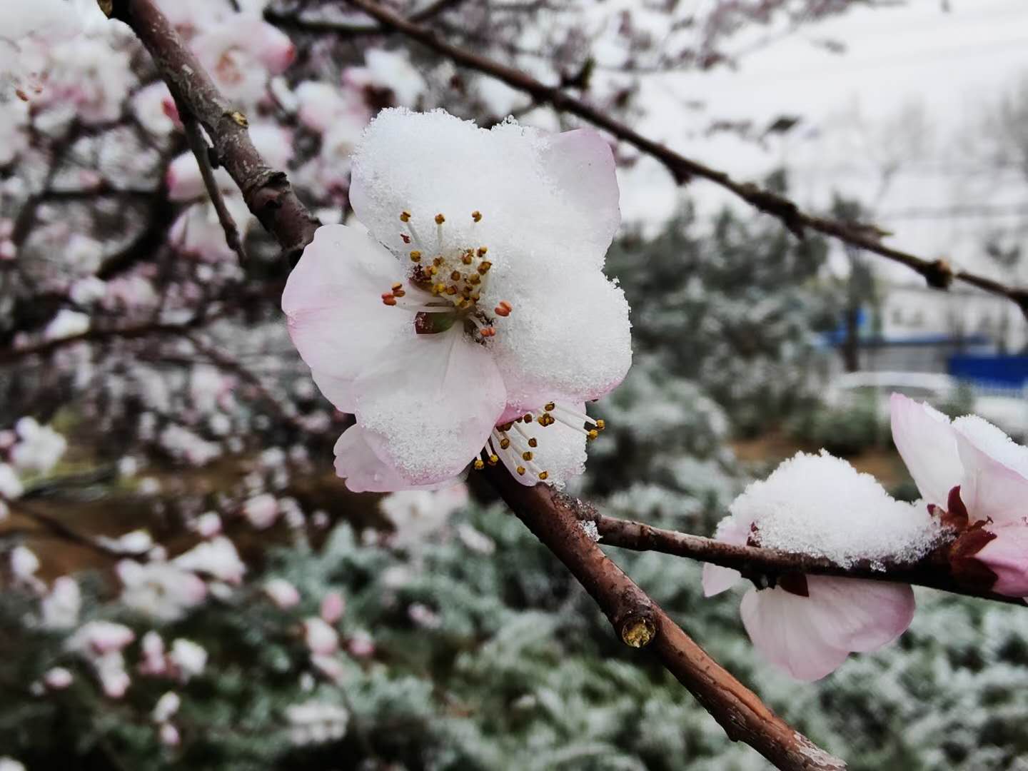 雪与花共舞 | 红墙，白雪，鲜花，美不胜收！