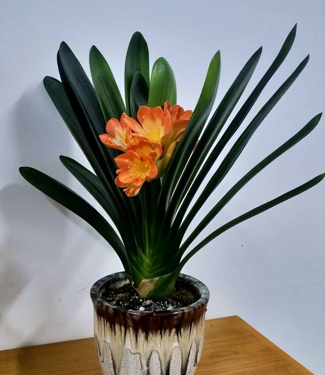 君子兰专用花盆(春天养君子兰牢记5个秘诀)