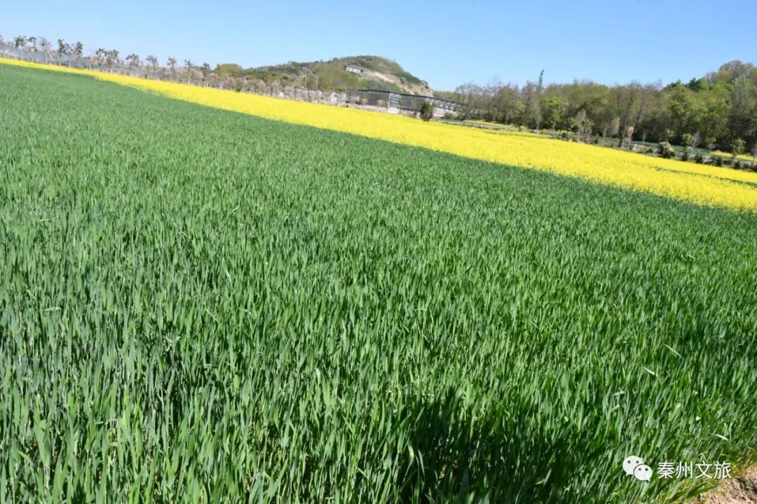 大美秦州五月天 田園風光似畫卷
