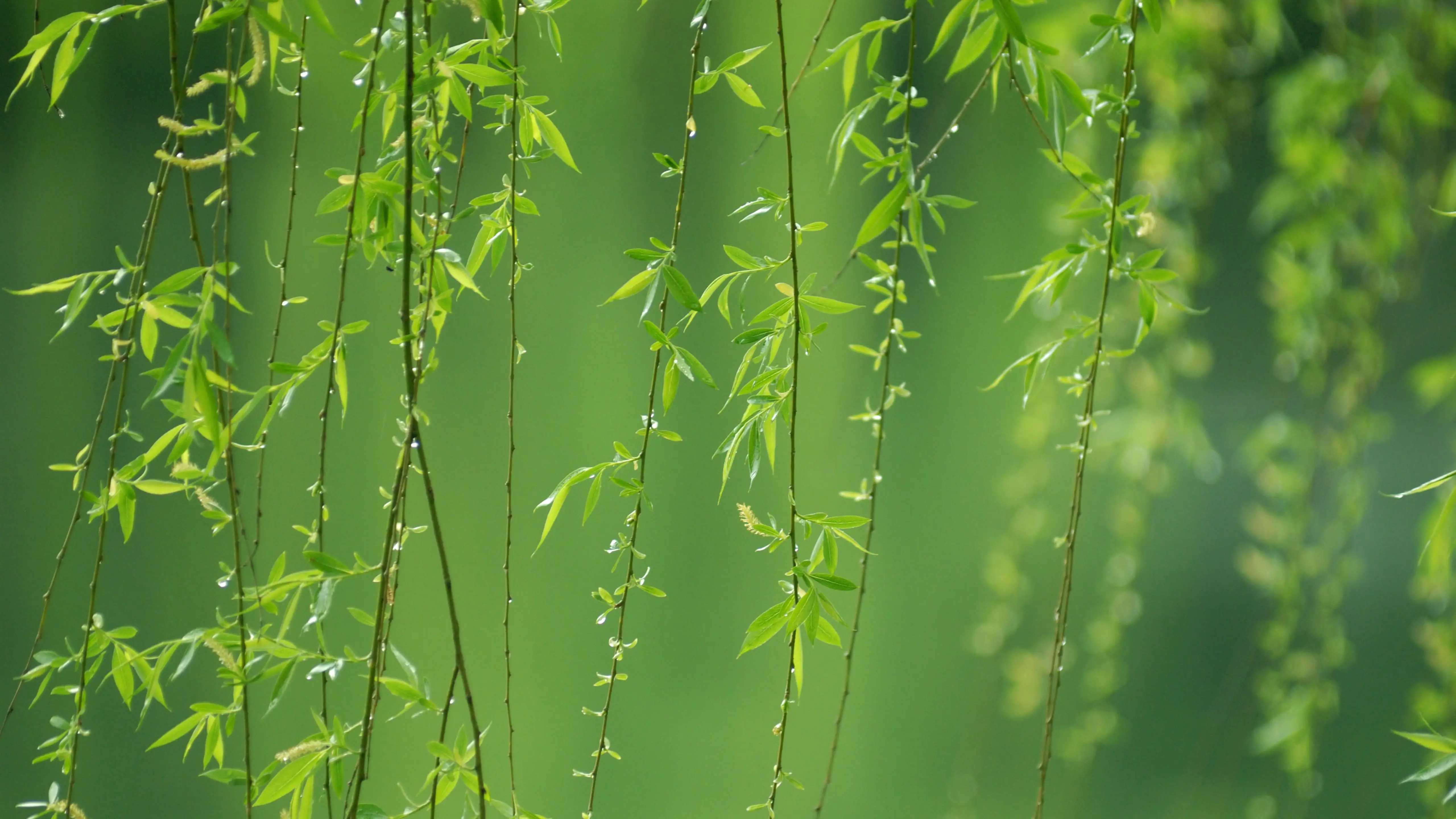 有哪些描写春天的妙句？