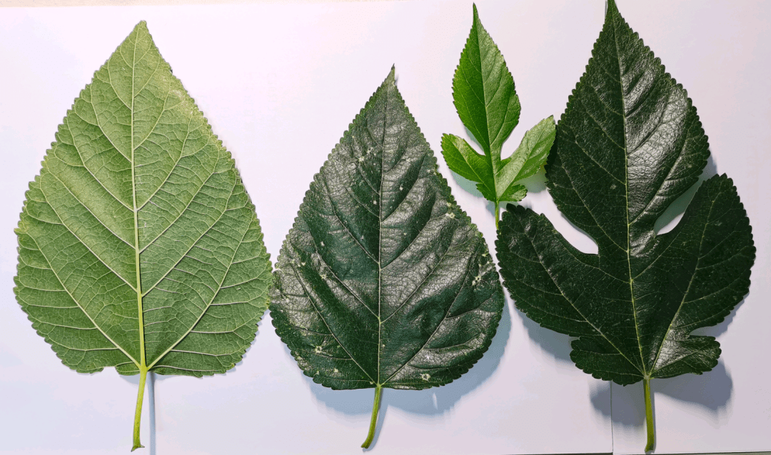 桑叶:清肺润燥的良药!全植株均可入药