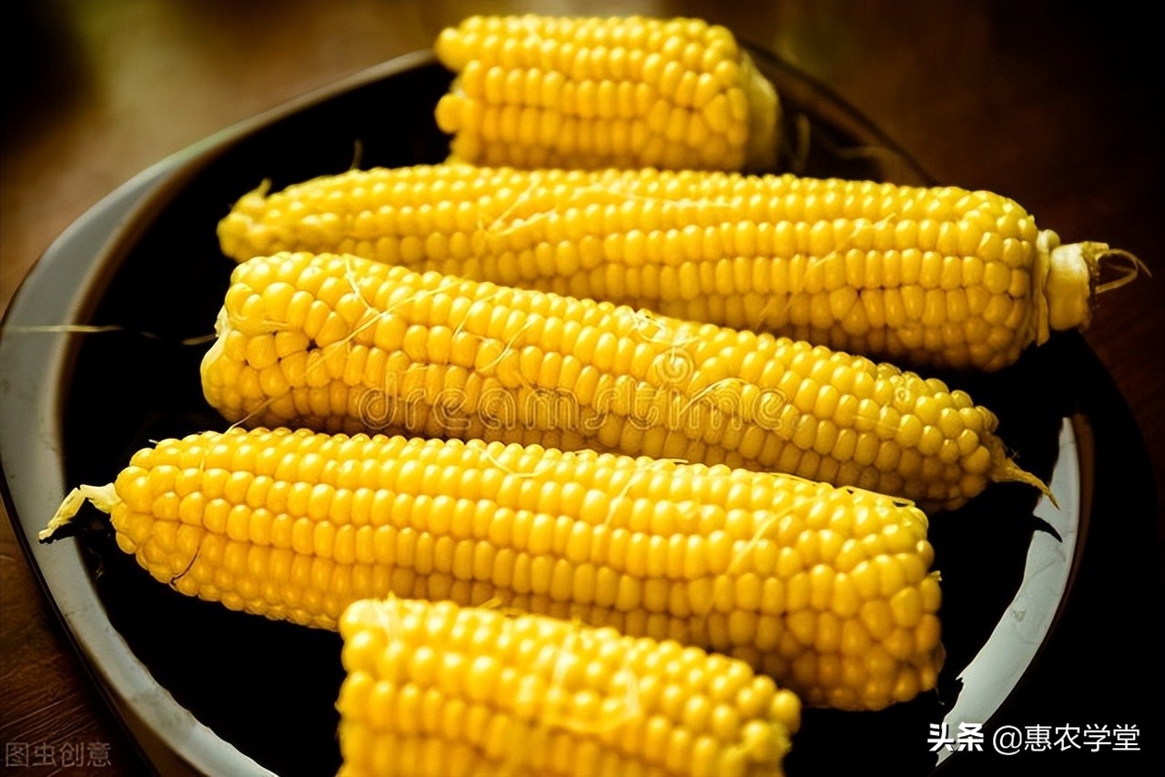 玉米目前多少钱一斤？清明前后会涨吗？2022年4月玉米价格预测
