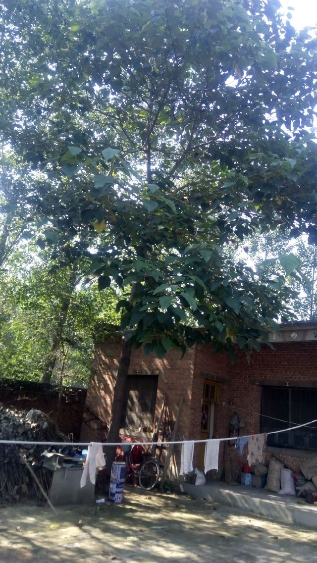 梧桐,梧桐(散文)