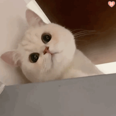 娱乐至死的结果是精神混乱，从德云社艺人热搜第一说起