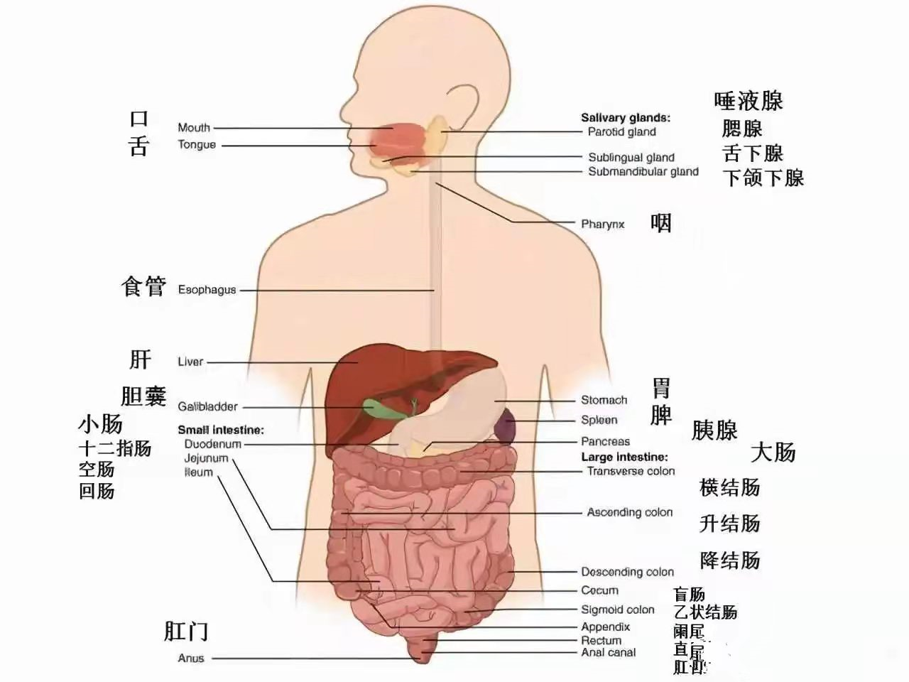 人体腹部解剖图,人体腹部解剖图谱