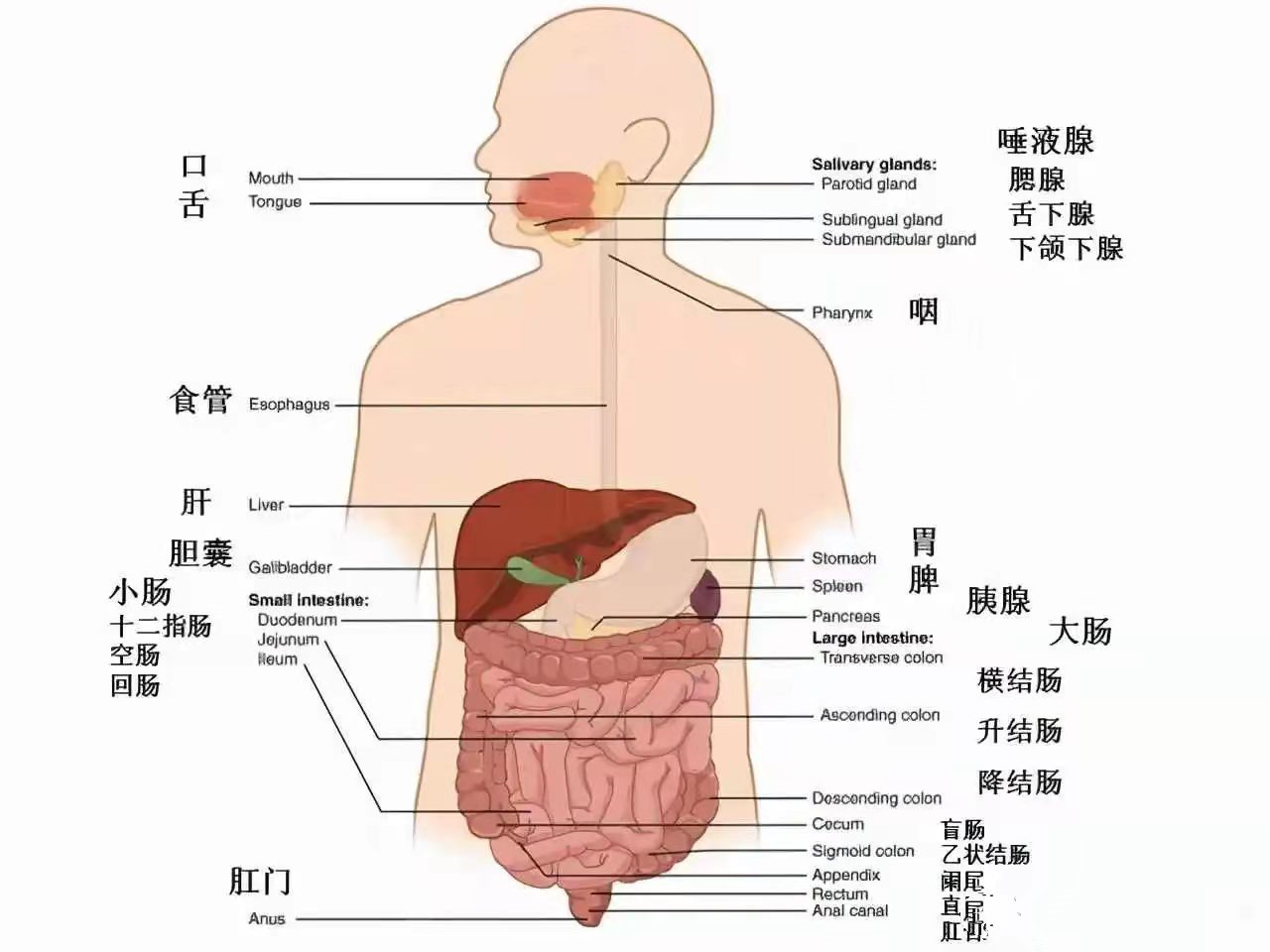 腹腔位置图片 正面图图片