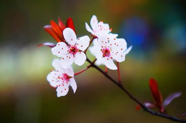 一念花开一念花落什么意思（一念花开一念花落出处）-第6张图片-科灵网