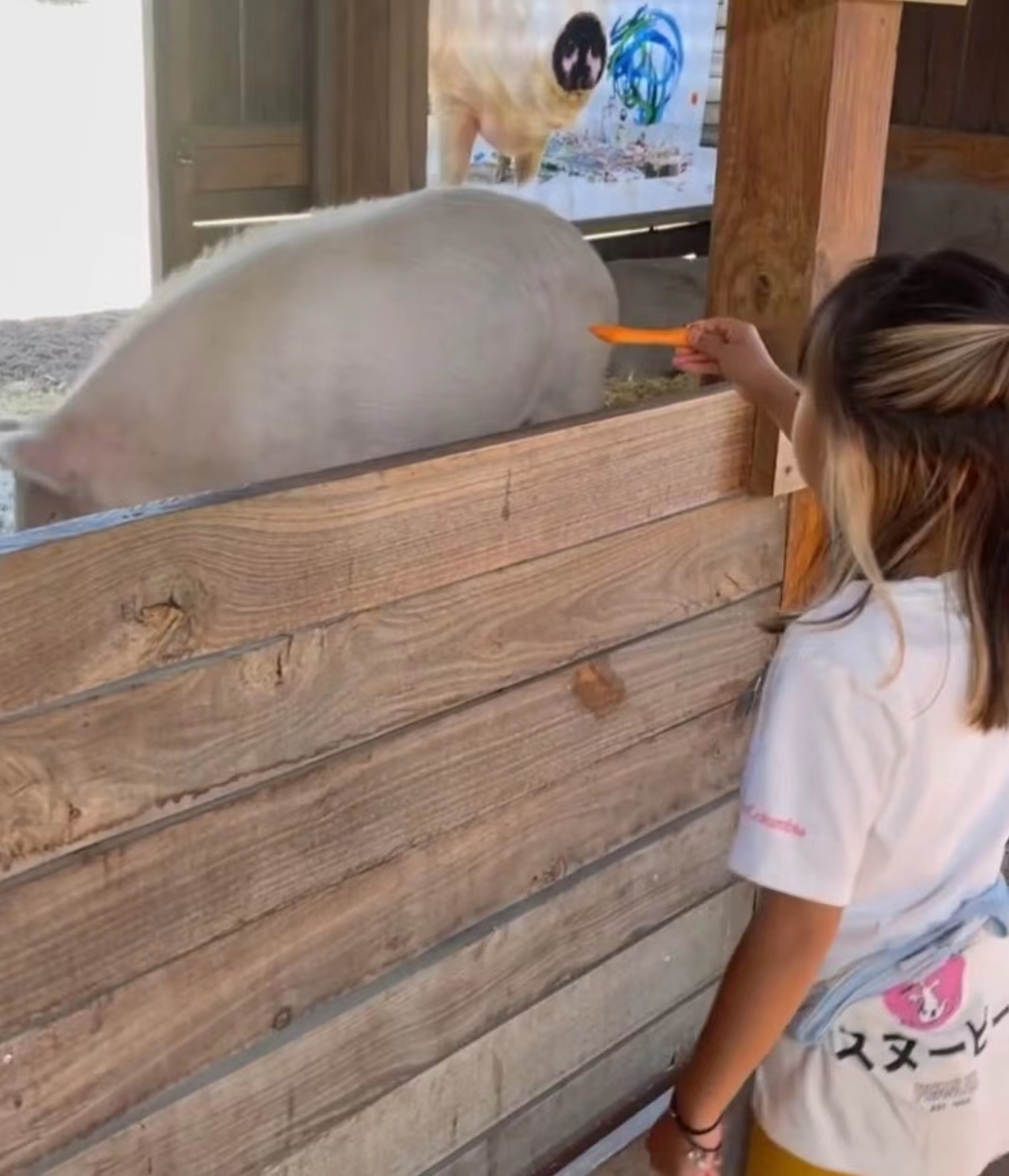 不开心！TVB女星一家到南非拍摄节目被盗摄影器材，曝损失近10万