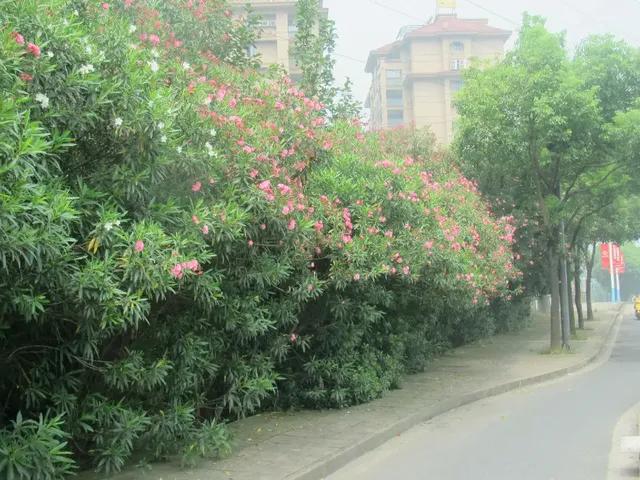 11ͷţĪ��������������׼�����ȫ�������Ϊ�ι�԰�������ֲ��