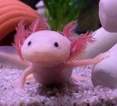 六角恐龙鱼美丽的六角恐龙鱼百科