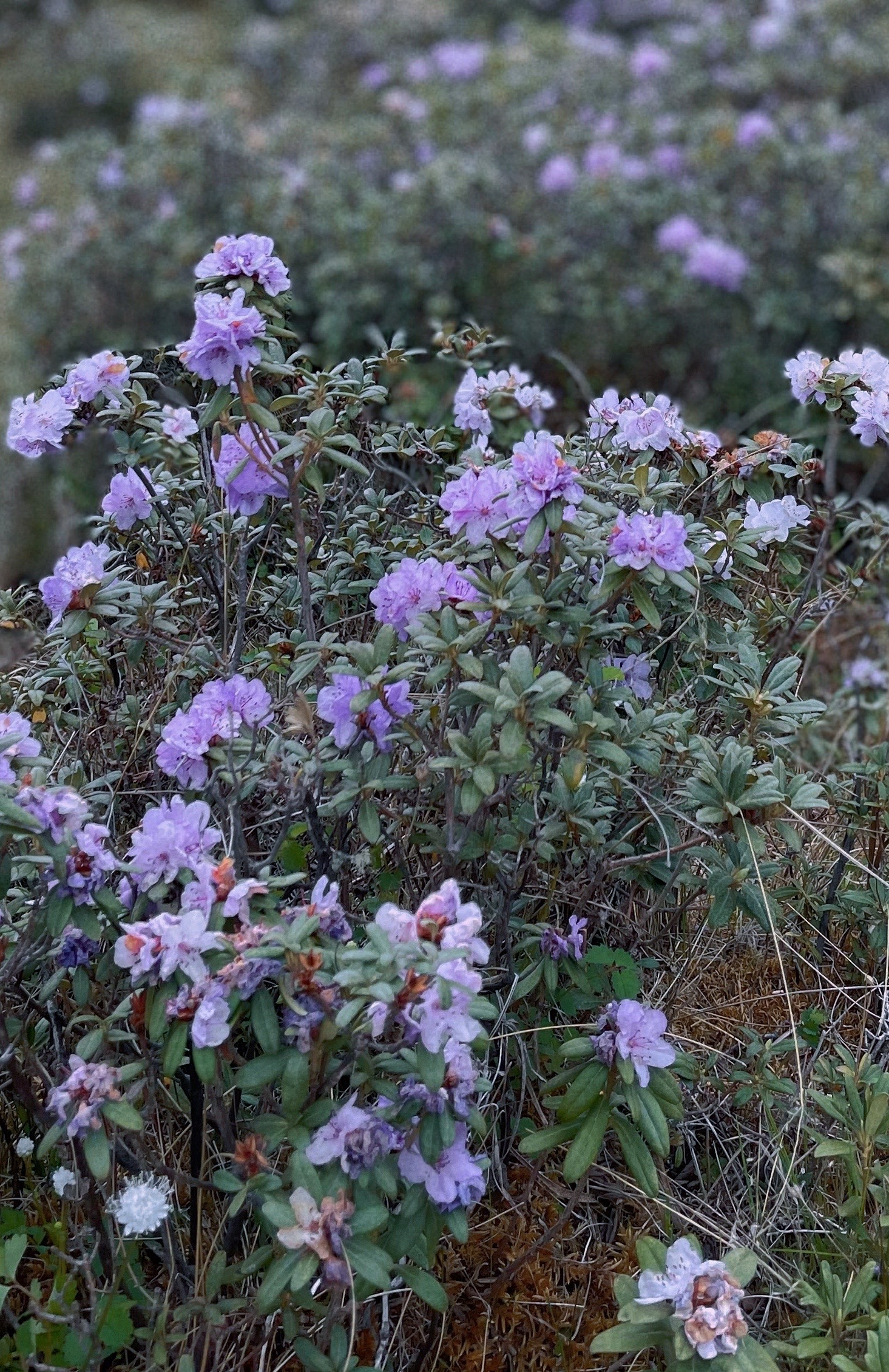 紫花杜鹃图片（云南深山紫色杜鹃花海绽放）