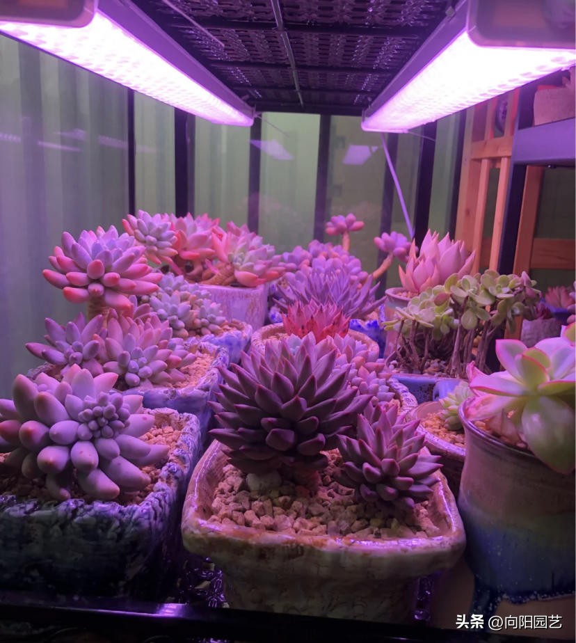 植物补光一般用什么灯（植物补光一般用什么灯泡）-第8张图片-科灵网