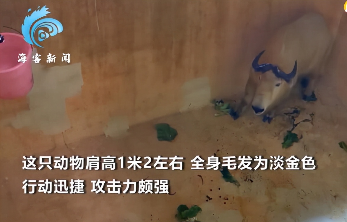 秦岭羚牛局部泛滥成灾，中国十大保护动物面临生存危机