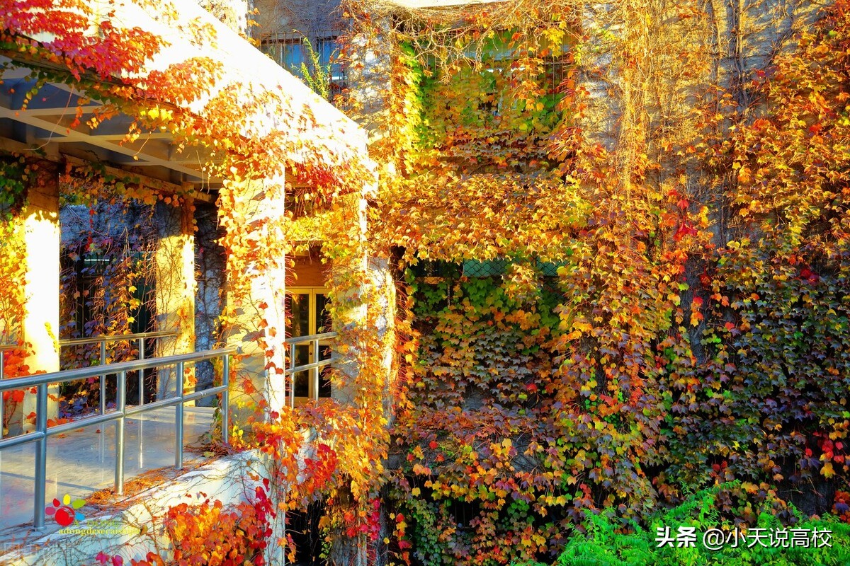 悲情燕大！一步慢，步步慢，燕山大学为何再次落选双一流大学