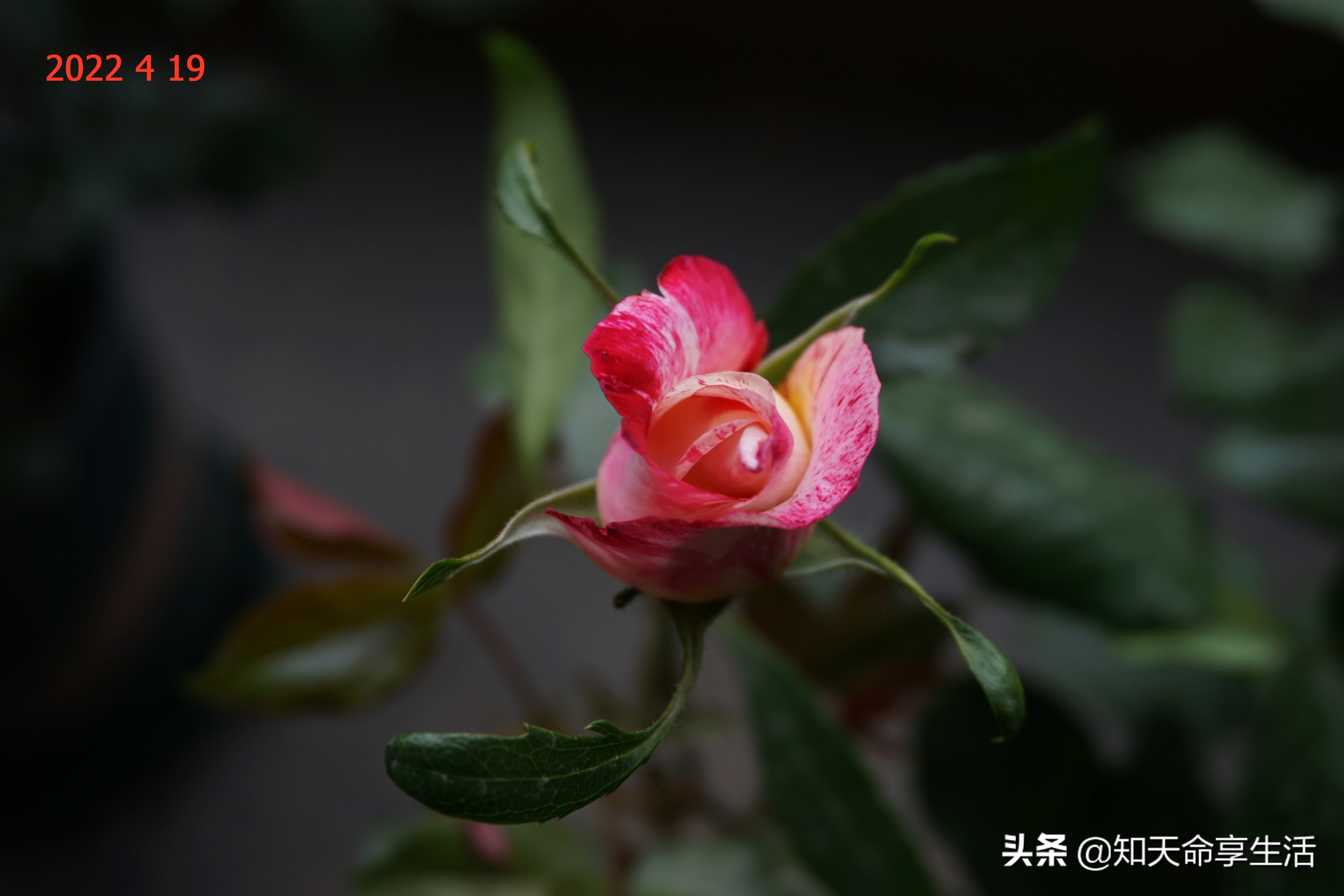 陽台花事 月季卡米耶 畢沙羅 Camille Pissarro 篇 天天看點