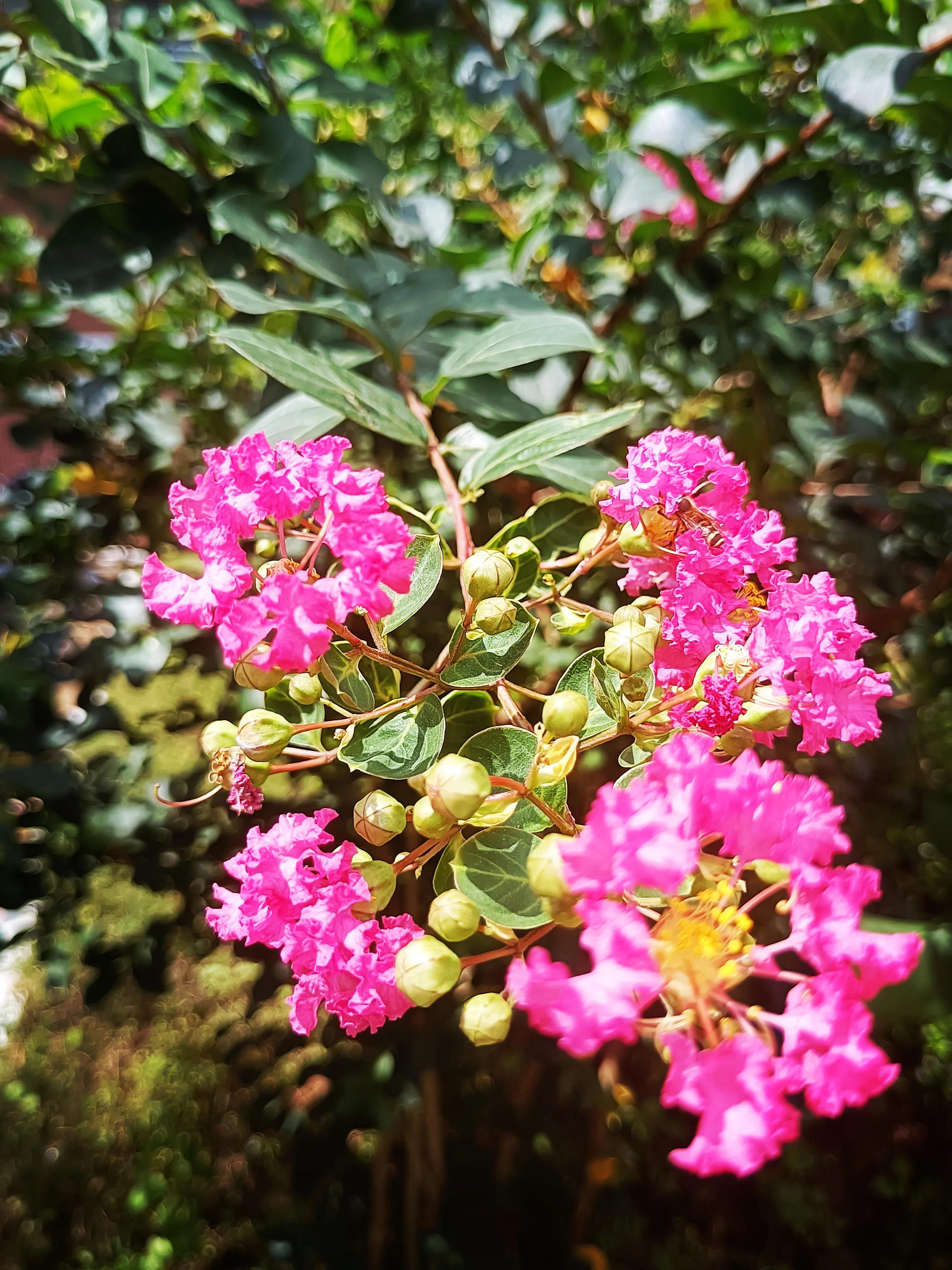 紫薇花花语：好运、雄辩、沉迷的爱、女性、和平