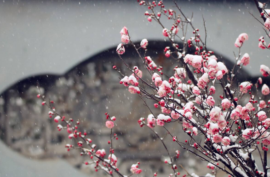 更须踏雪看梅花，十二首踏雪寻梅的诗词，看雪中梅花傲雪绽放