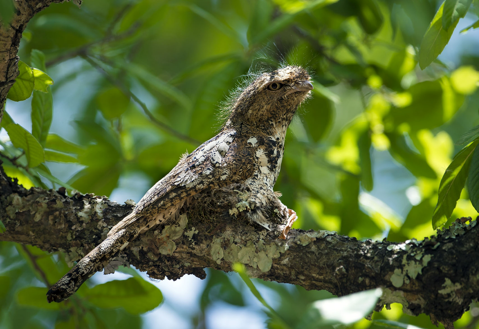 鸸鹋怎么读 鸸鹋的正确读音-大连问答网
