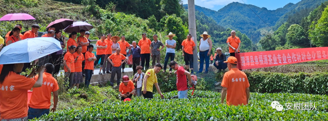 种植合作社对茶农绿色生产行为的影响