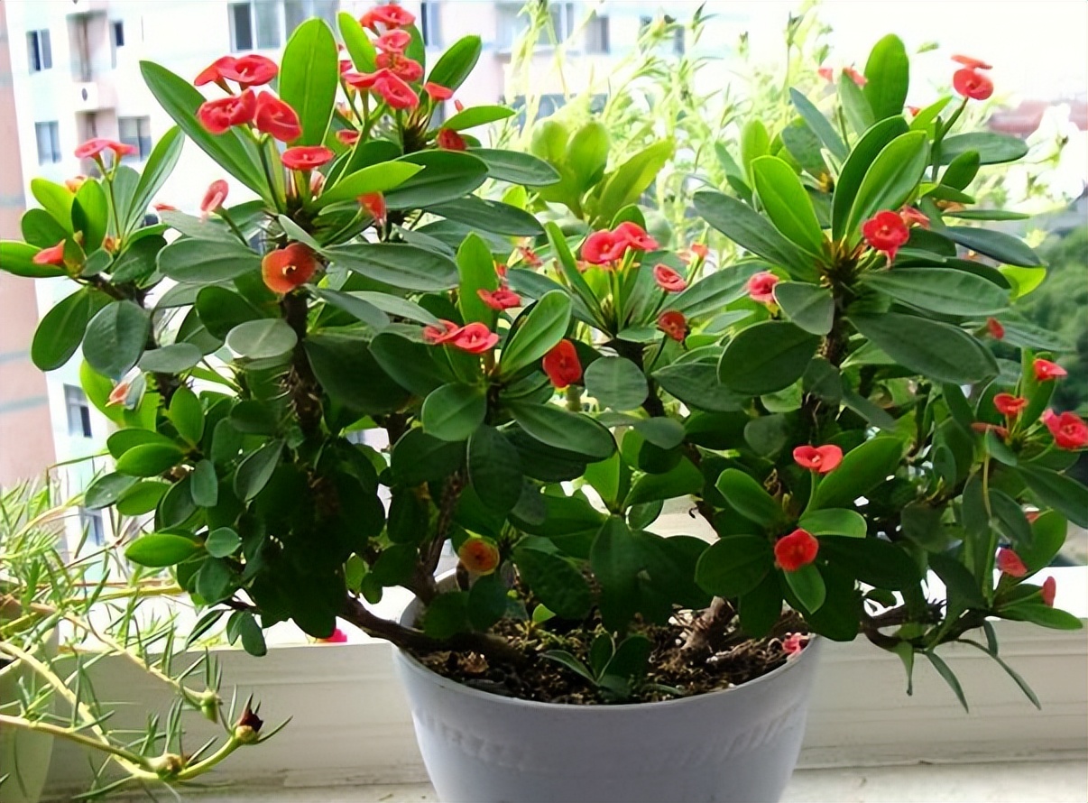 10种世界上美丽与奇特最的花 盘点16种冬天开花的植物 天天看点