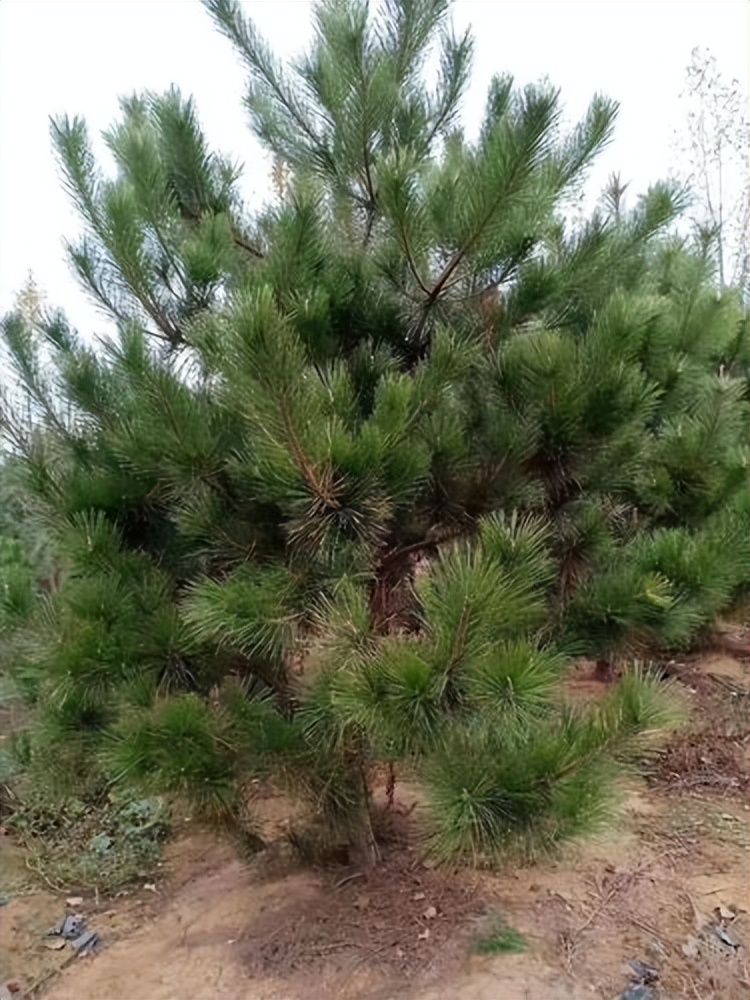 盘点南方农村常见的树木