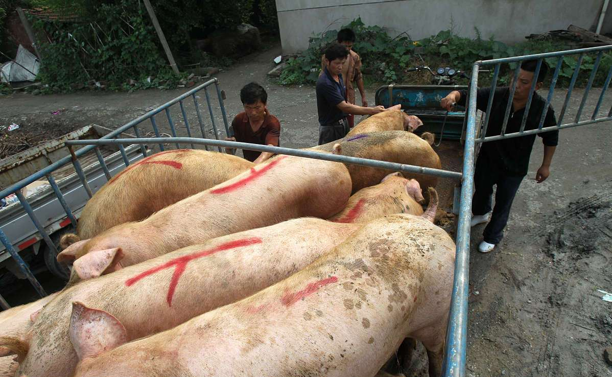 外国猪肉价今日猪价（达州猪肉价格今日猪价）