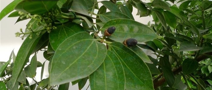 天竺桂和八月桂区别(肉桂是什么树的树皮，它是一种什么样的植物？)