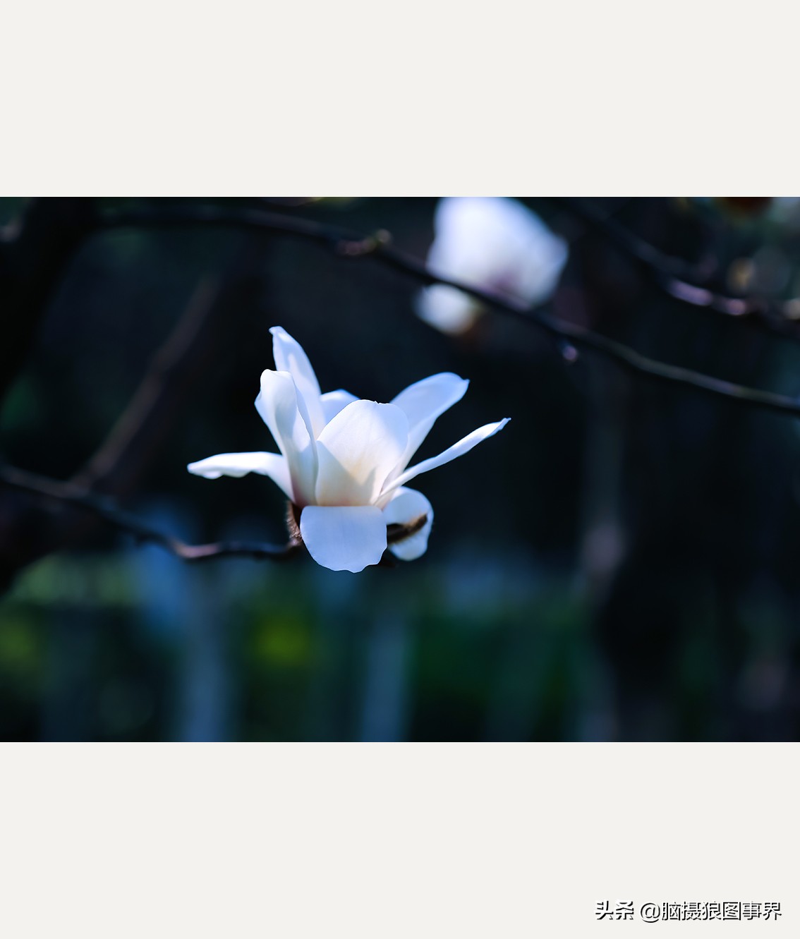 玉蘭花圖片,玉蘭花圖片大全大圖