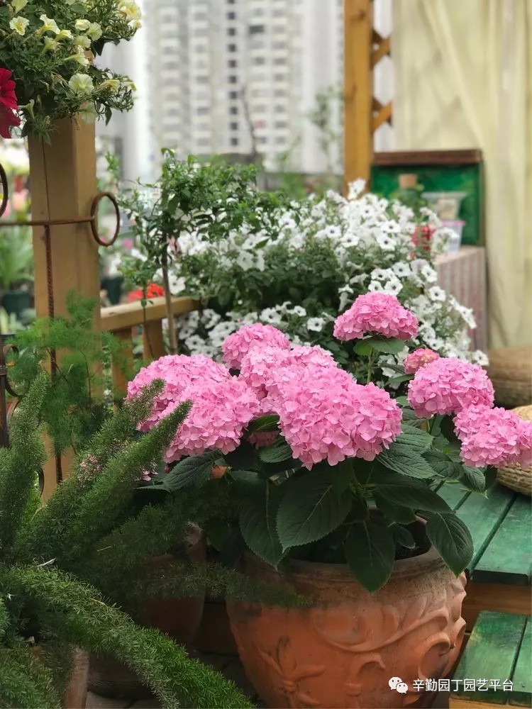 园丁奖花园组《002号》不离不弃,芳龄永继